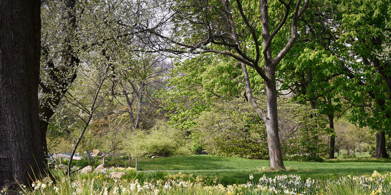 Shrubs That Have Needles