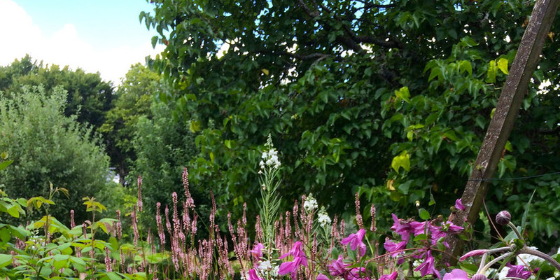 Different Kinds of Trailing Cascading Plants For Your Own Garden