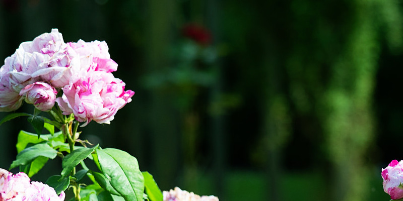 The best way to Care for the Perennial Rose Campion