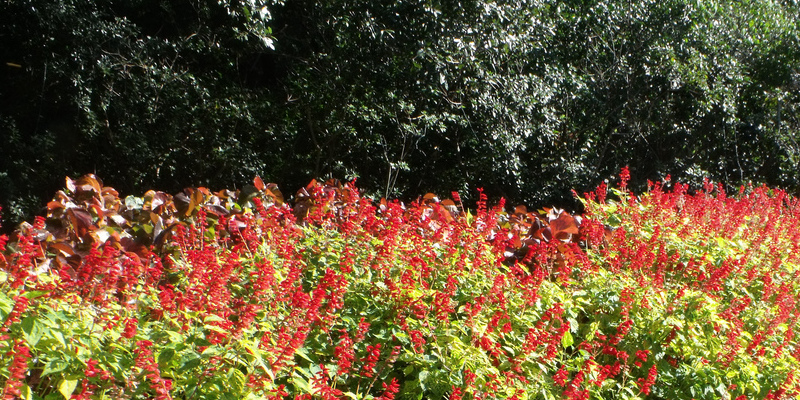 The best way to Make Aged Mulch Seem New