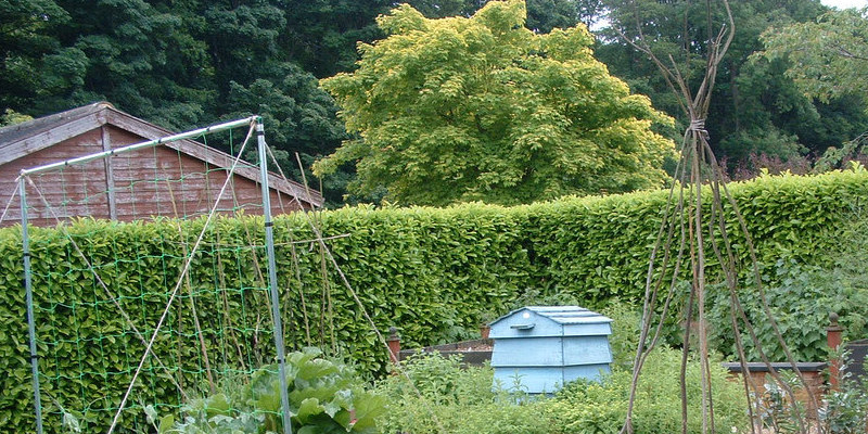 The Uses for Plastic Milk Containers for Gardens