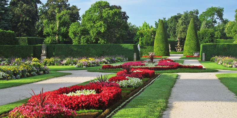 How to Prune Cane-Like Begonias