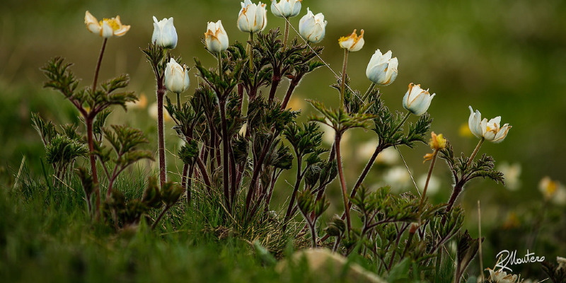 Great Garden Combo: 6 Beautiful Plants to Get a Shady, Wet Site