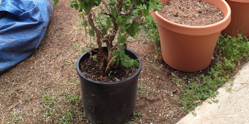 How Do They Grow Seedless Watermelon?