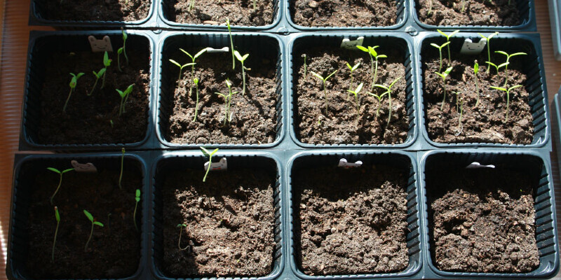 The way to Prune a Basket Of Gold Alyssum