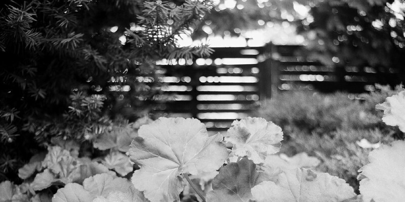 The way to Prune Woman in Red Hydrangeas