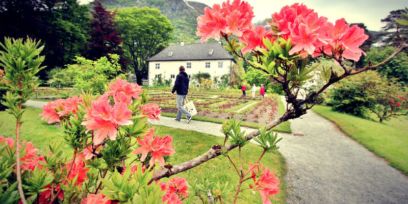 Greatest Cutting-Garden Beauties for Summer